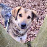 Mischling Wanja, 01/2022, ca. 50 cm, 47546 Kalka-Grieth