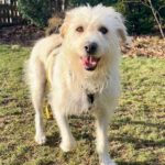 Wasserhund Mischling Ying, 12/2020, ca. 55 cm, 21266 Jesteburg