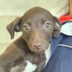 Labrador Mischling Yuna, 10/2023, Endgröße ca. 55 cm