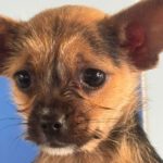 Chihuahua Pinscher Mischling Almond, 12/2023, Endgröße ca. 35 cm