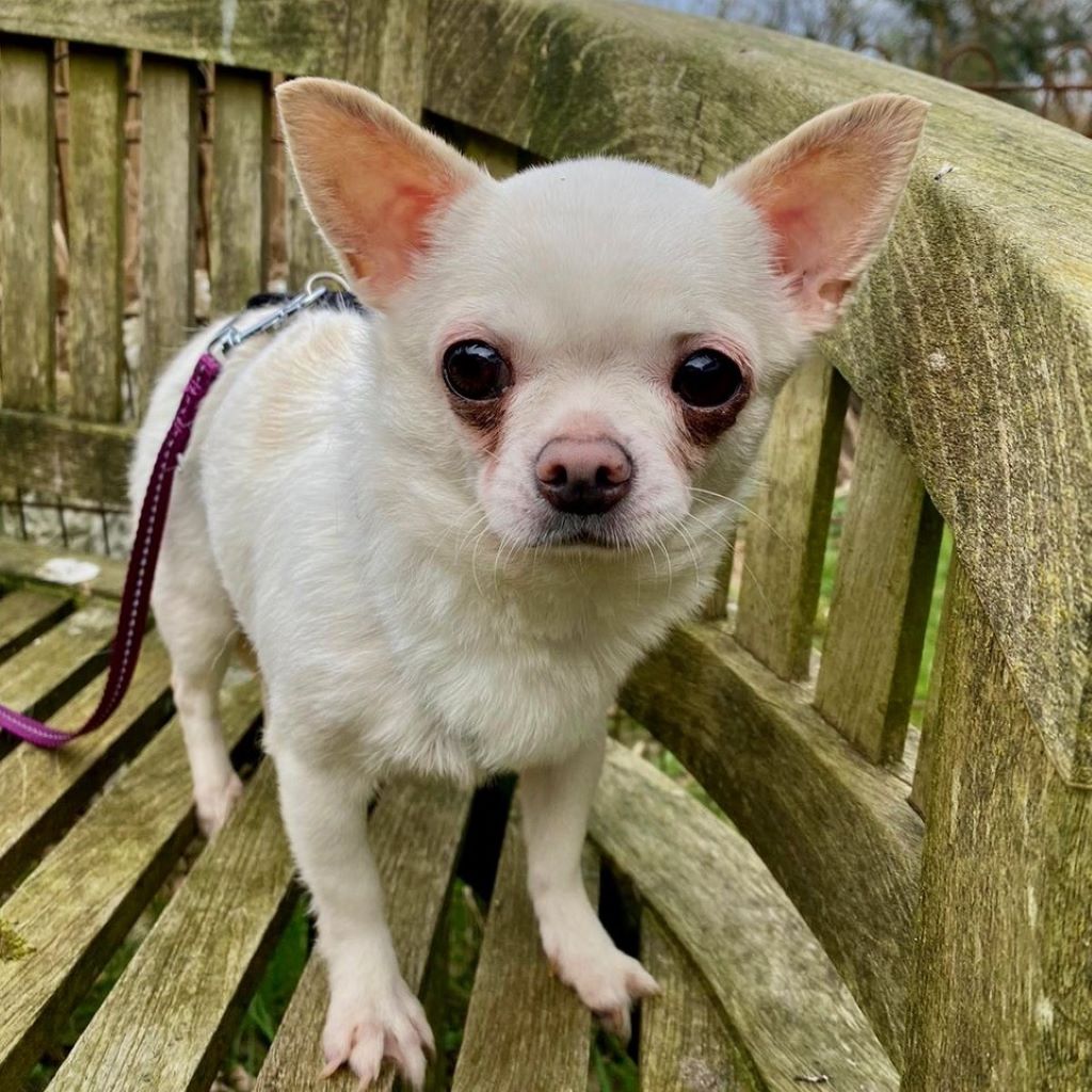 Chihuahua Amy, 10/2018, ca. 18 cm, 51491 Overath