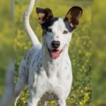 Bodeguero Andy, 08/2020, ca. 48 cm