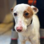 Podenco Angela, 08/2023, ca. 35 cm