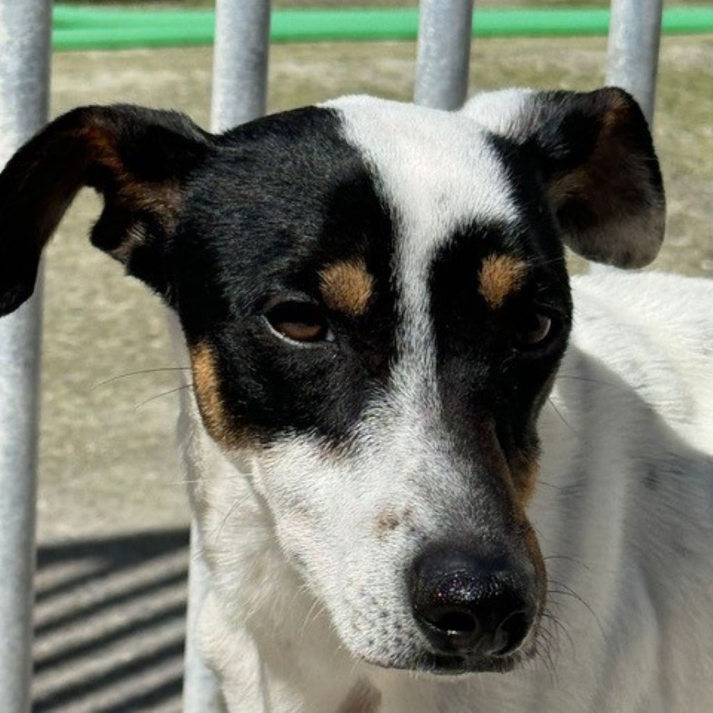 Bodeguero Angus, 03/2023, ca. 40 cm