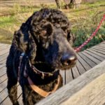 Pudel Augustus, 11/2022, ca. 60 cm, 60529 Frankfurt