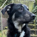 Mischling Aura, 04/2023, ca. 50 cm, 21077 Hamburg