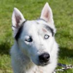 Husky Balto, 06/2021, ca. 60 cm, 81543 München