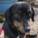 Dackel Mischling Bimba, 01/2023, ca. 30 cm, 94474 Vilshofen an der Donau