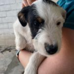 Bodeguero Mischling Blizzard, 11/2023, Endgröße ca. 40 cm