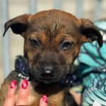 Schäferhund Mischling Blush, 12/2023 , Endgröße ca. 50-55 cm