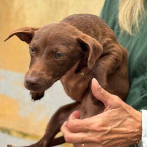 Podenco Maneto Bonnie, 01/2024, Endgröße ca. 35 cm