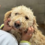 Wasserhund Camille, 03/2022, ca. 40 cm