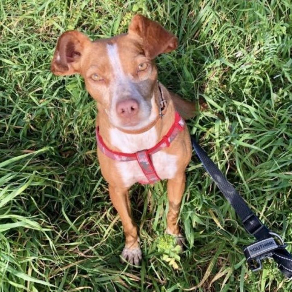 Podenco Mischling Candy, 12/2021, ca. 40 cm