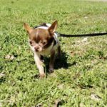 Chihuahua Caramelo, 08/2019, ca. 20 cm, 73272 Neidlingen