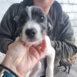 Bodeguero Mischling Casper, 11/2023, Endgröße ca. 40 cm