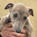 Galgo Charlotte, 12/2023, Endgröße ca. 63 cm