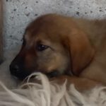 Mischling Charly, 11/2023, Endgröße ca. 50 – 55 cm