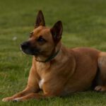 Malinoismischling Collette, 06/2022, ca. 50 cm, 24641 Sievershütten