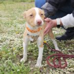 Podenco Cora, 01/2024, Endgröße ca. 40 cm