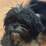Shih Tzu Curra, 12/2018, ca. 25 cm