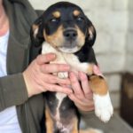 Bodeguero Mischling Darcy, 11/2023, Endgröße ca. 40 cm