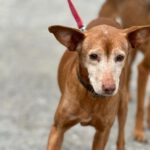 Podenco Dora, 06/2012, ca. 40 cm