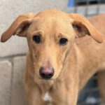 Podenco Eleanor, 02/2022, ca. 53 cm