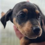 Bodeguero Mischling Fern, 11/2023, Endgröße ca. 40 cm