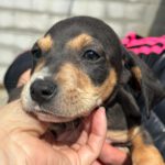 Bodeguero Mischling Forest, 11/2023, Endgröße ca. 40 cm