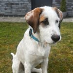 Mischling Harry, 09/2023, Endgröße ca. 60-70 cm