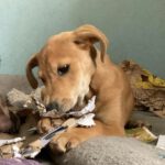 Bodeguero Mischling Heath, 11/2023, Endgröße ca. 40 cm, 61381 Friedrichsdorf