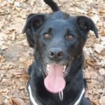 Labrador Mischling Hela, 03/2021, ca. 55 cm, 16540 Hohen Neuendorf