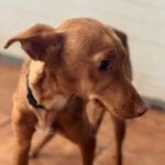 Podenco Howard, 06/2023, ca. 45 cm