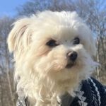 Malteser Jara, 07/2017, ca. 20 cm, 21465 Reinbek