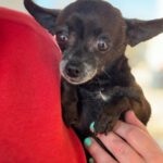 Chihuahua Joaquin, 04/2018, ca. 15 cm