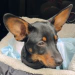 Pinscher Maneto Mischling Kalo, 09/2023, Endgröße ca. 35 cm, 04610 Meuselwitz