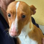 Podenco Katya, 03/2023, ca. 40 cm