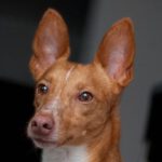 Podenco Kike, 10/2021, ca. 45 cm, 14621 Schönwalde-Glien