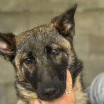 Malinois Mischling Kira, 10/2023, Endgröße ca. 55-65 cm