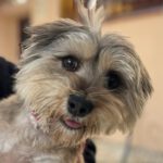 Yorkshire Terrier Kira, 03/2020, ca. 30 cm