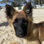 Belgischer Schäferhund Koba, 11/2023, Endgröße ca. 55-65 cm