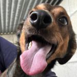 Pinscher Mischling Kobu, 09/2022, ca. 30 cm