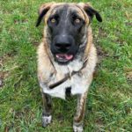 Hirtenhund Mischling Lacasito, 02/2023, ca. 70 cm, 65232 Taunusstein