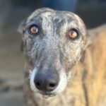 Galgo Lola, 06/2019, ca. 63 cm