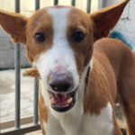 Podenco Lucas, 08/2021, ca. 35 cm