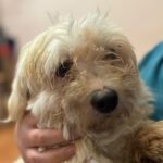 Bichon Luci, 04/2019, ca. 30 cm