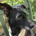 Dackel Mischling Luna, 08/2020, ca. 20 cm, 22869 Schenefeld