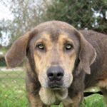 Mastin Luna, 12/2022, ca. 70 cm