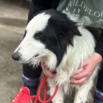 Border Collie Luther, 08/2023, Endgröße ca. 52 cm