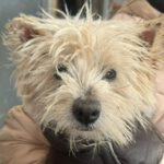 Westhighland Terrier Lydia, 03/2016, ca. 30 cm